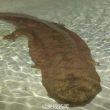 В Китае обнаружили 200-летнюю саламандру-монстра
