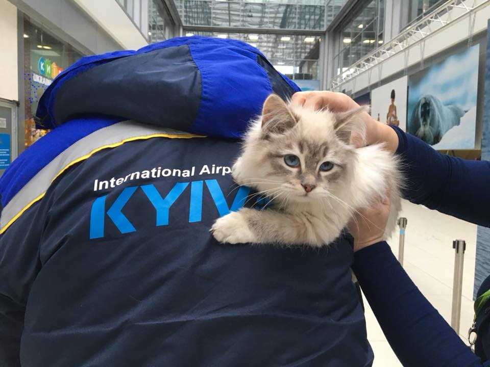 Пассажирка оставила котенка в киевском аэропорту, а сама улетела
