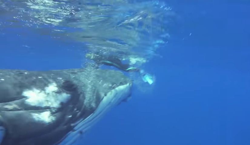 Горбатый кит спас 63-летнюю ныряльщицу от тигровой акулы в Тихом океане